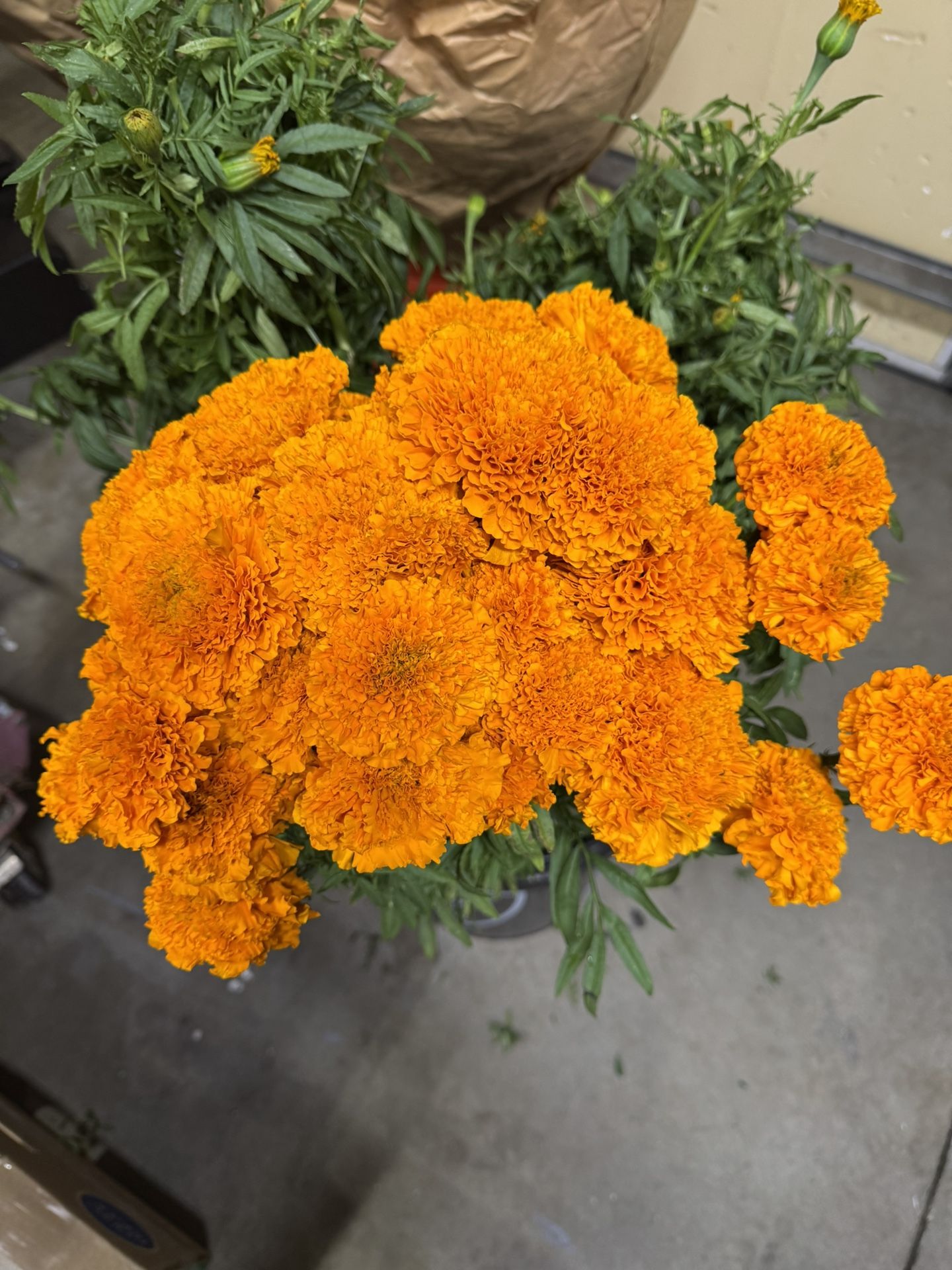 Fresh Marigold Bunches