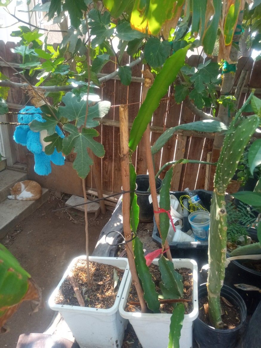 Dragon Fruit