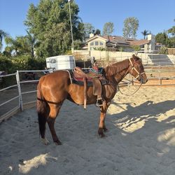 Saddle 