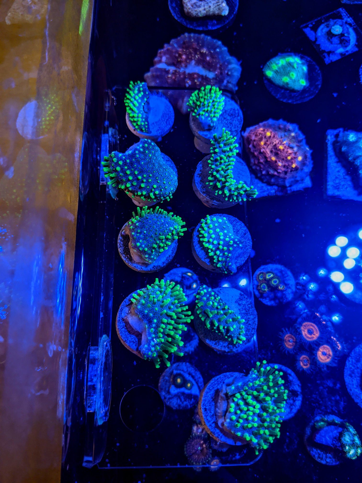 Neon green toadstool leather corals