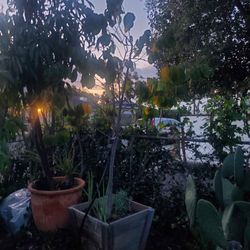 Chirimoyo Tree 7fFeet tall. 4 year old