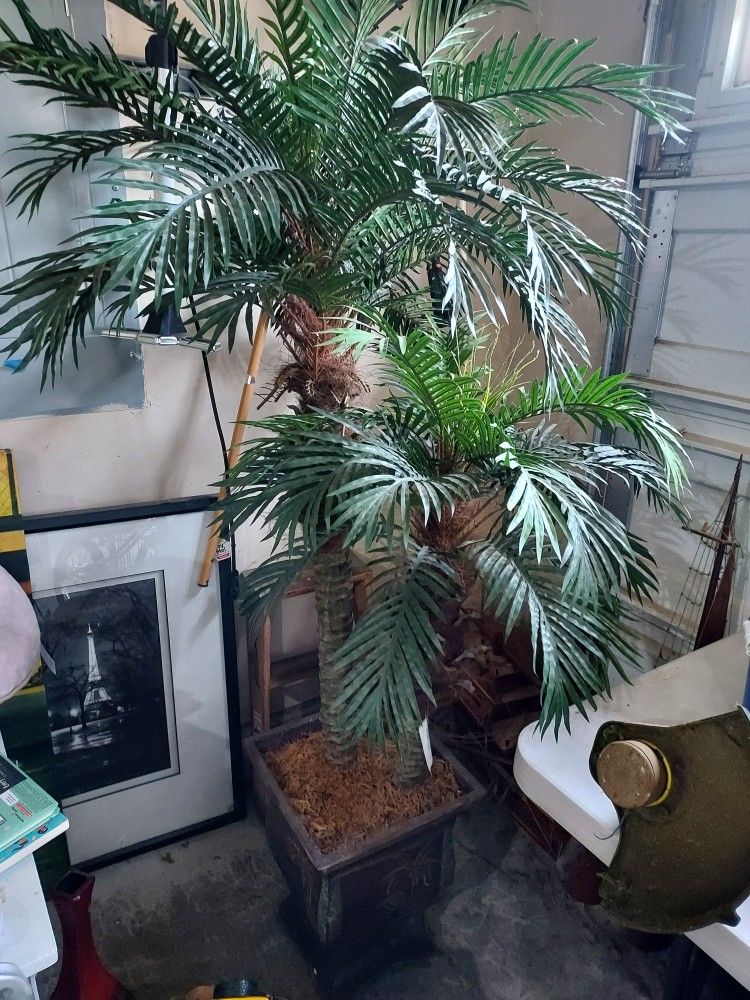decorative plant tree