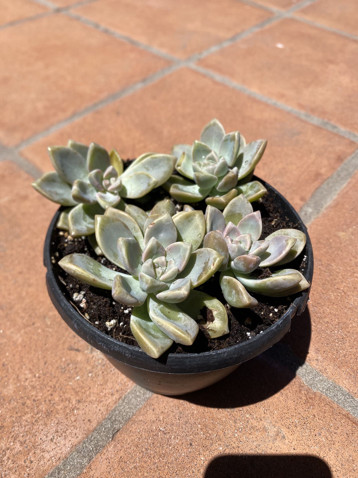 Succulent Bunches