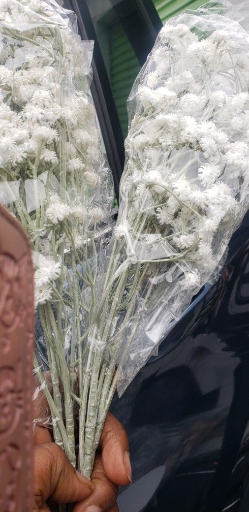 White Baby Breath For Sale