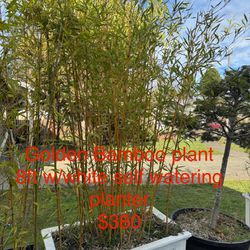 Golden Bamboo plant  8ft w/white planter