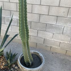 Cactus Plant