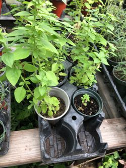 Spicy basil plant in 3 in pot