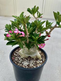 Adenium Arabicum Desert Rose Bonsai Succulent