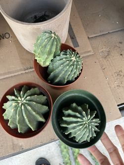 4 Cactus Imported No Root