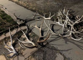 Huge Elk Shed Antler Lot – Clean Hard Whites & Browns – Trophy Decor / Crafts