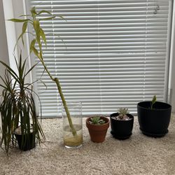 5 Plants 