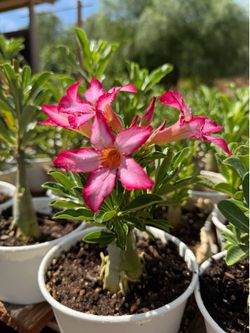 Desert Rose