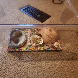 2 Live Hermit Crab Pets