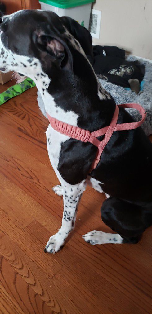 Small to Medium Dog Harness