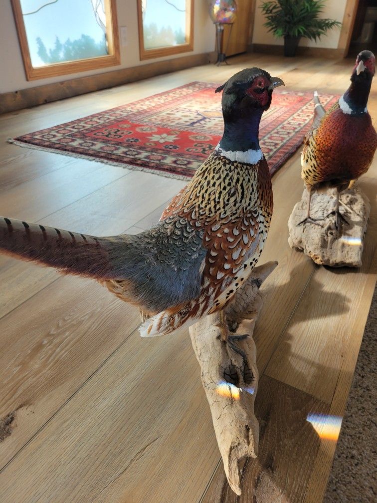 Pheasants, 2 Mounted on Driftwood, Glass Encased Quail