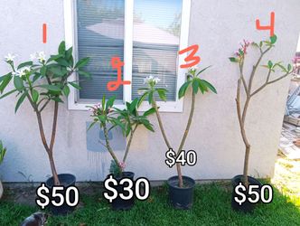 4 Hawaiian / plumerias pink and white * different prices in pictures* 
and sizes .