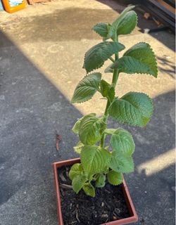 Orégano planta