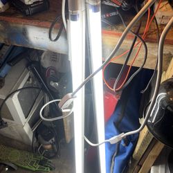 Fluorescent Lights