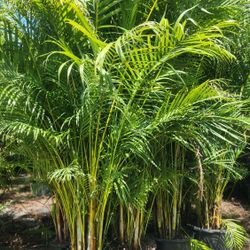 Spectacular Arecas Palms For Inmediate Privacy!!! About 9 Feet Tall Measurements Over The Pot!!! Fertilized 