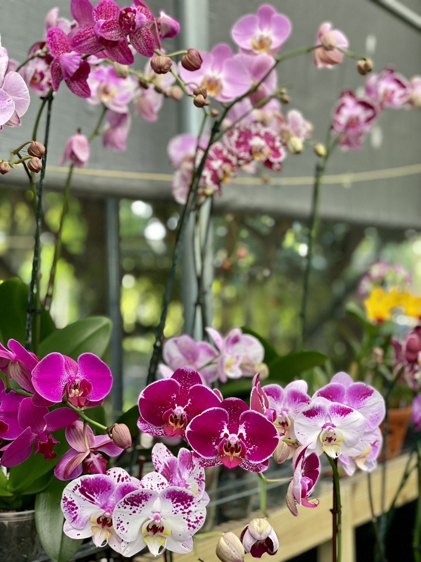 Phalaenopsis Orchids 