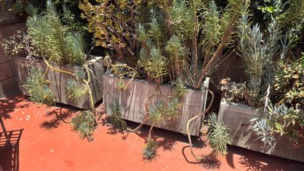 Concrete planters