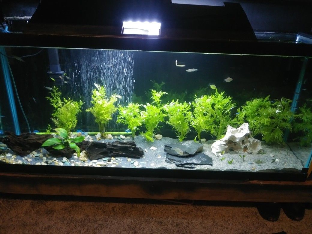 100 gallon, 55 gallon, 20 gallon fish tanks