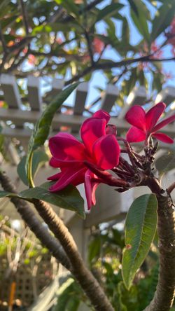 Kauai Beauty