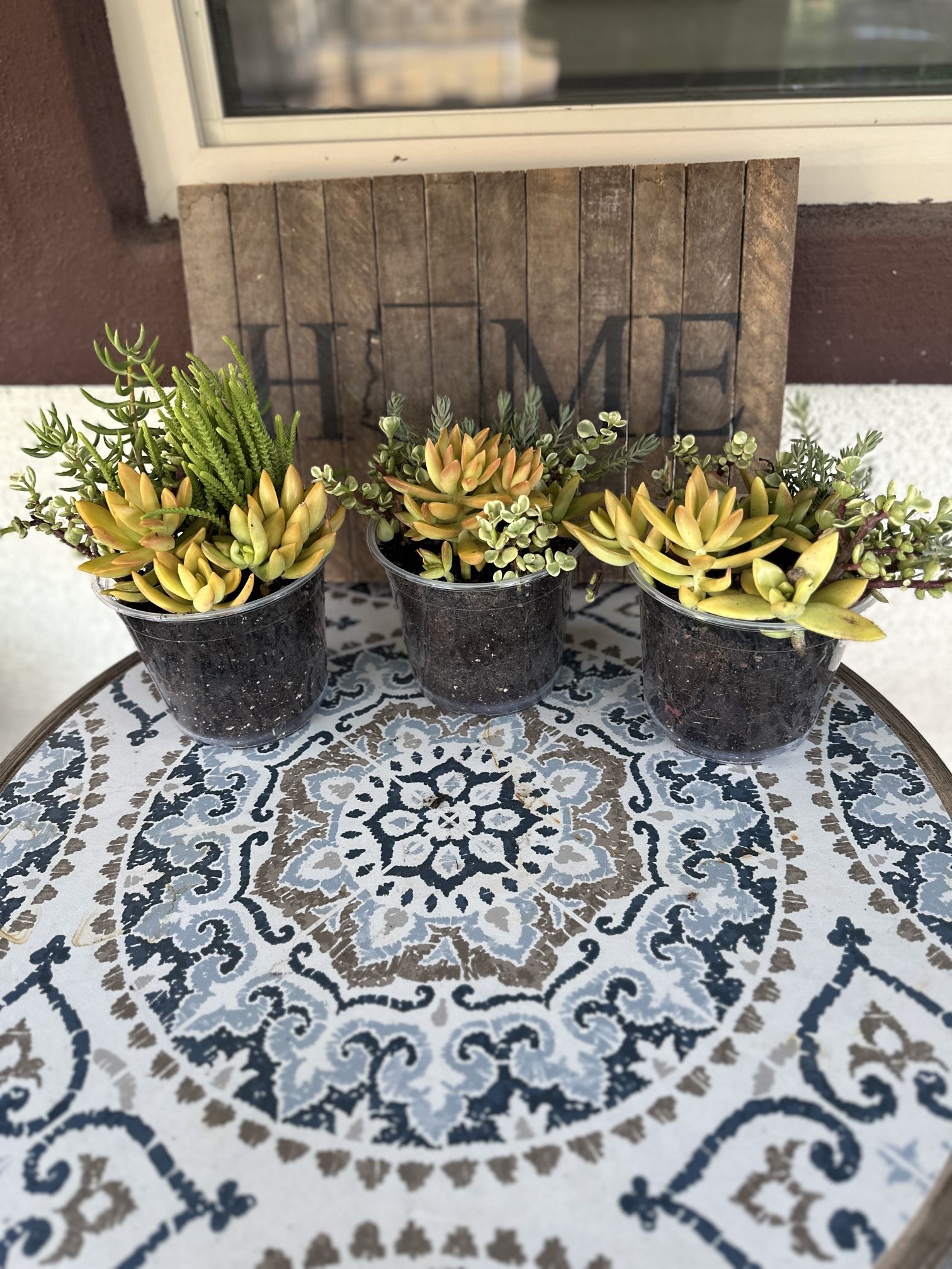 Succulent Arrangements - 6 Inch Pots