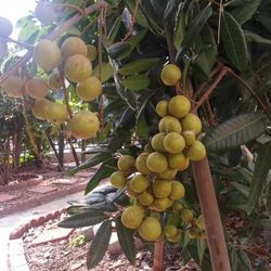 China Longan Tree