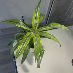 Dracaena ‘Lemon Lime’ Plant