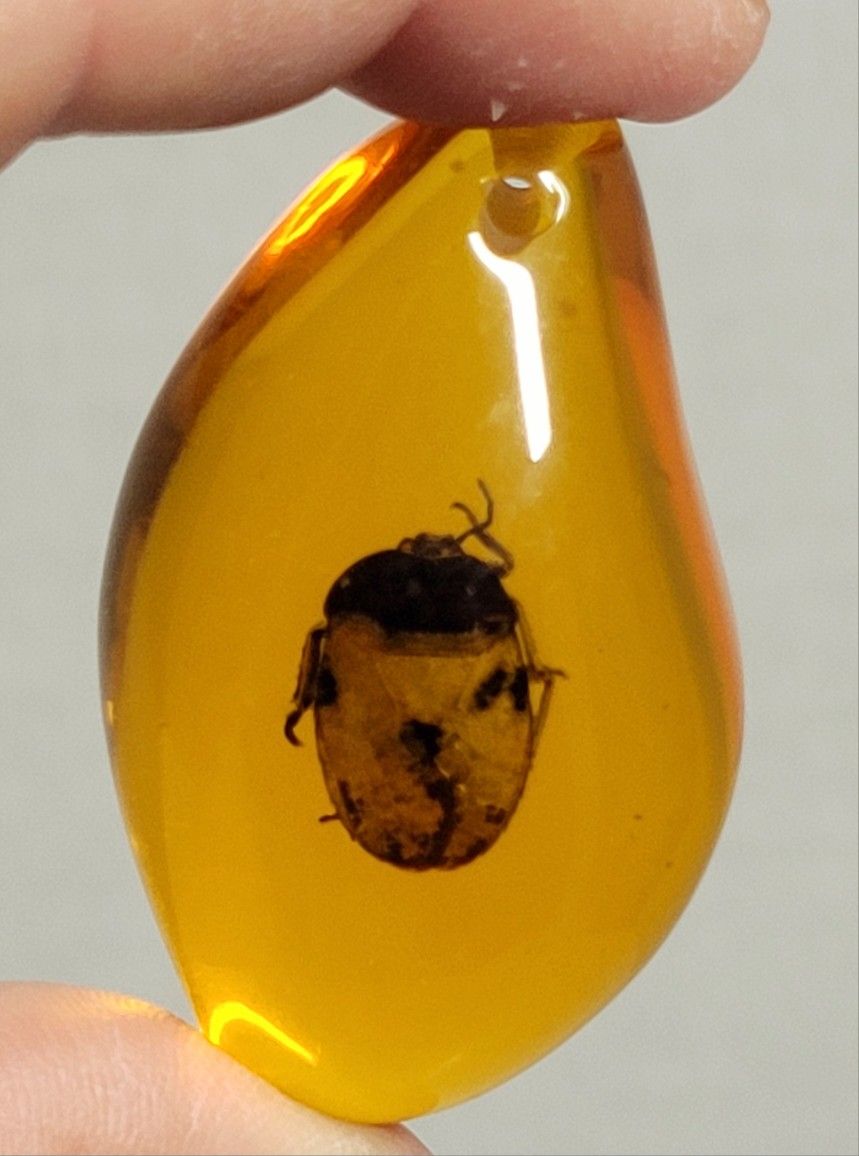 Brand New 2.5" Grapevine Beetle Encased In Amber-color Resin Pendant Craft Ready. PENDANT ONLY NO NECKLACE INCLUDED. The insect in the AMBER-COLOR pen