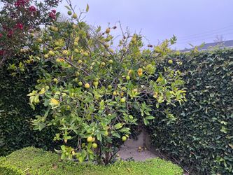 Free lime tree Super Productive