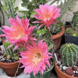 Cactus