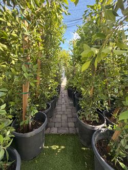 🌵Ficus Trees🌱