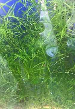 Guppy grass
