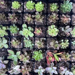 Succulents (mini)