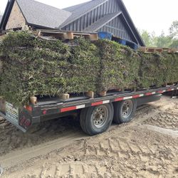 grass sod 