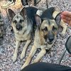 GSD’s Always