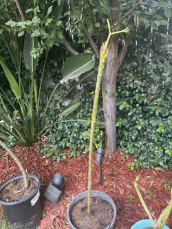 Tall Plumeria Stick Nearly 4 Ft Tall