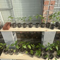 Jalapeños/Habanero/Cayenne/Bell Pepper