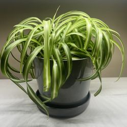 Spider Plant 🕷️ Chlorophytum comosum 🕷️