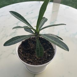 White Crown of Thorns ‘White Euphorbia Milii’ / Madagascar Palm Tree (Out/In Door Life Plant)