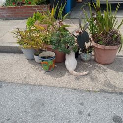 Plantas Free