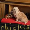 Chickis R