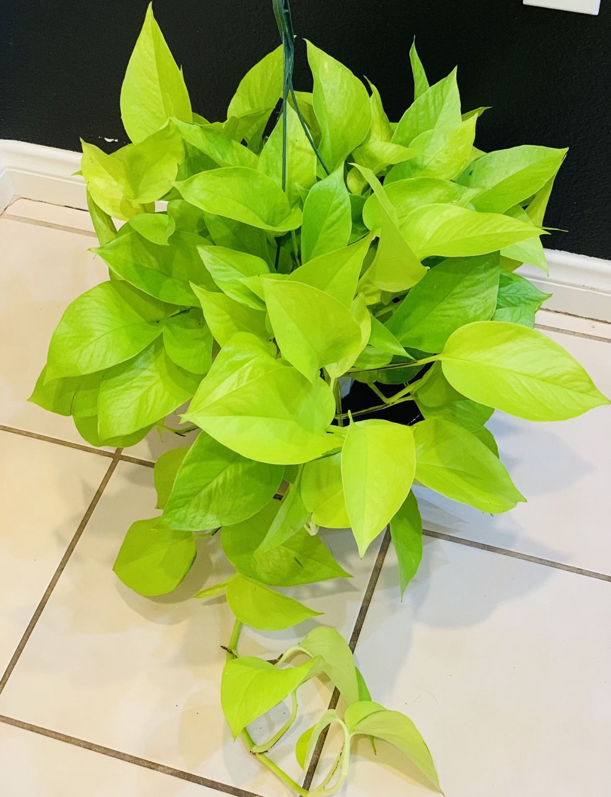 Pretty Bigg Gorgeous ♥️ neon pothos BACK IN STOCK in 6” Pot $30 EACH💚ONLY 4 Left♥️