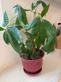 Money Tree Plant in Red Ceramic Pot