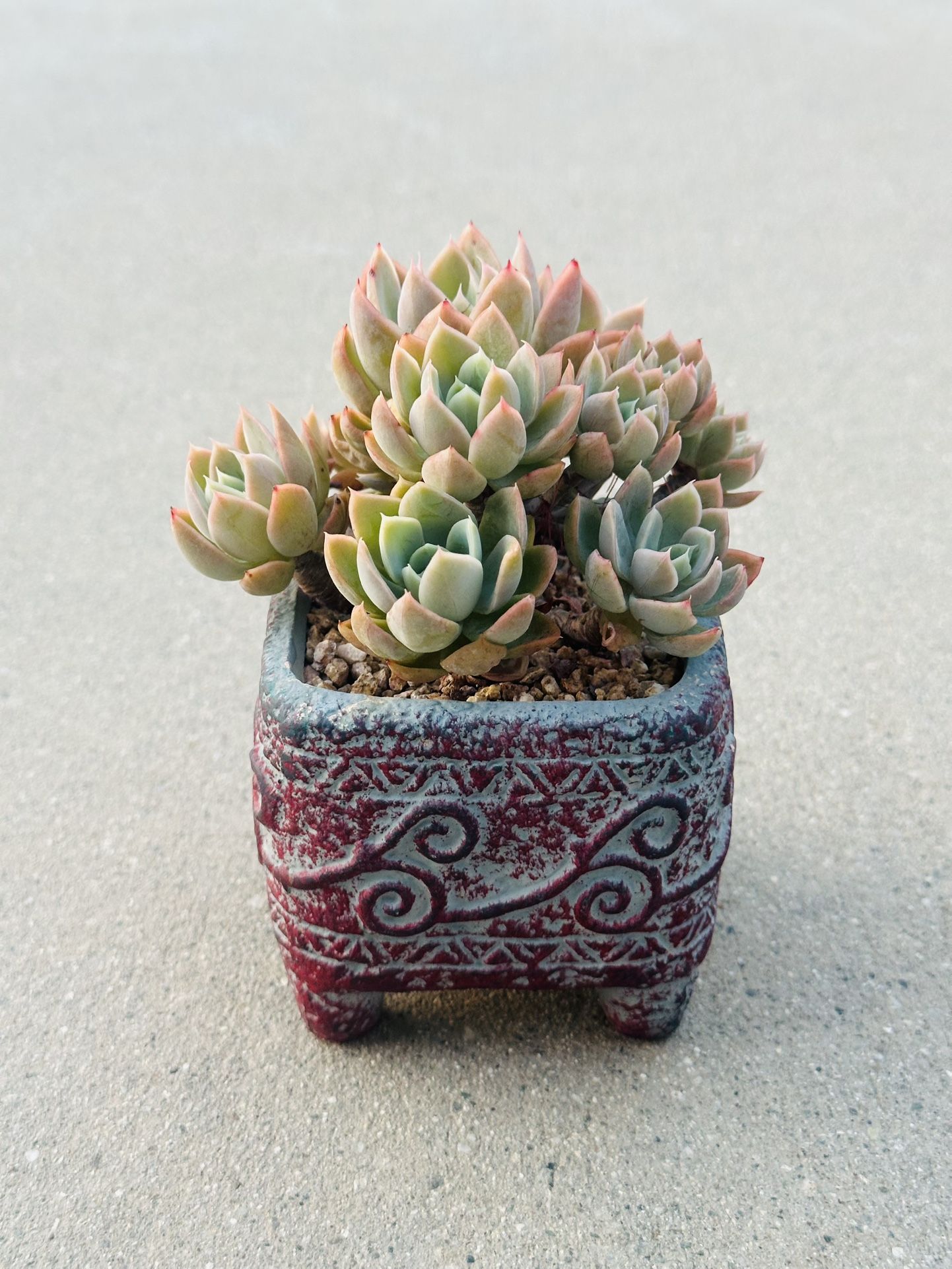 Succulents plants 🪴 (Echeveria 'Silk Veil')