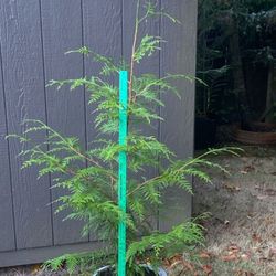 Four  Foot Tall Cedar Tree In Gorgeous Heavy Duty Glazed Ceramic Pot