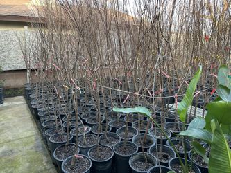 Grafted Fruit Trees 5 Gallon 35$ Each