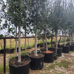 Oak Live Tree 65gallon 15ft Tall 